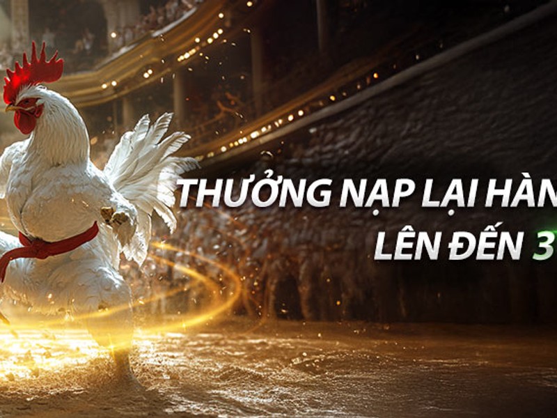 Hình ảnh đá gà trực tuyến sv368