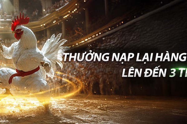 Trận đấu đá gà trực tiếp